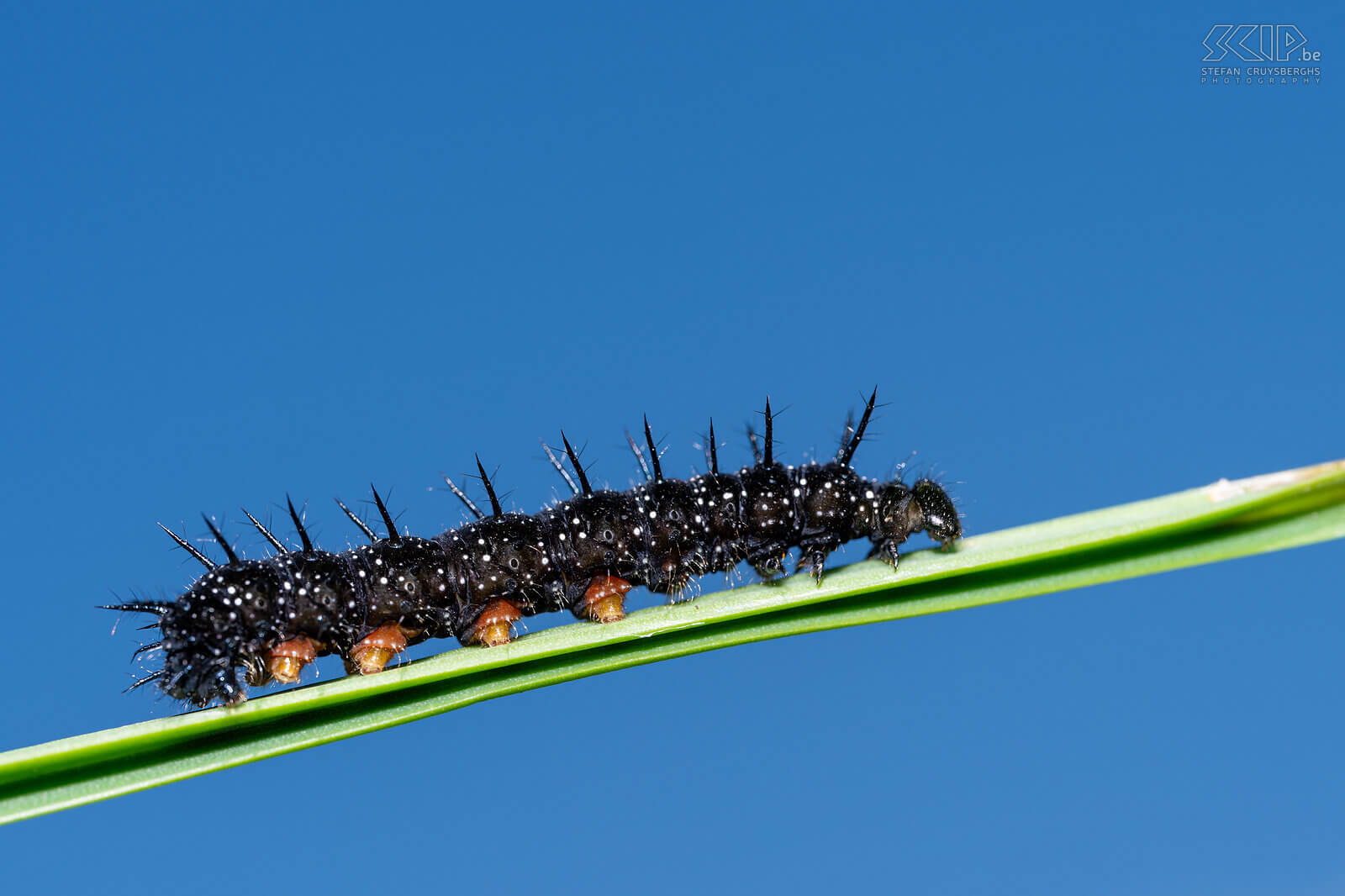 Insects - Caterpillar of European peacock moth In our garden, large numbers of butterflies only appeared late in the summer, but luckily, I was able to photograph some caterpillars and butterflies here and there starting in the spring.  Stefan Cruysberghs